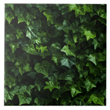 Illustration botanique de feuilles de lierre vert