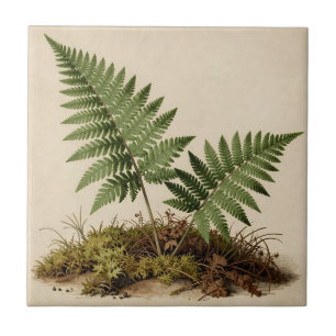 Carreau Illustration botanique de fougère classique