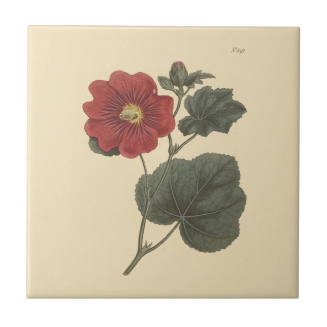 Carreau Illustration botanique de la rose trémière de Seri (Devant)