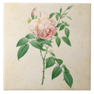 Carreau Illustration botanique de Rosa indica fragrans