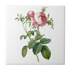 Carreau Illustration botanique de rose rose vintage, Redou