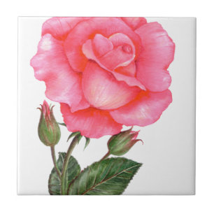 Carreau Illustration botanique rose