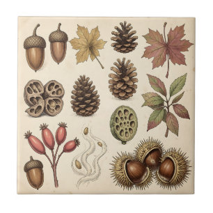 Carreau Illustration botanique vintage d'automne : glands,