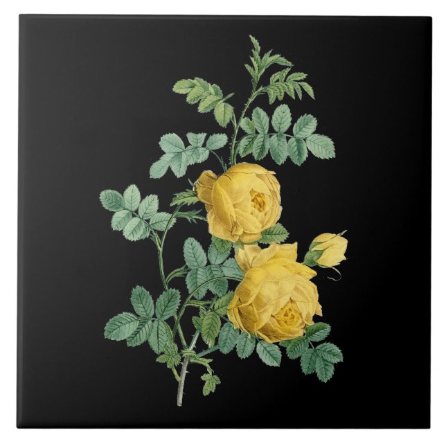 Carreau Illustration botanique vintage de rose jaune (Devant)