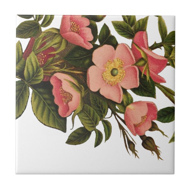 Carreau Illustration d'art de rose antique vintage (Devant)