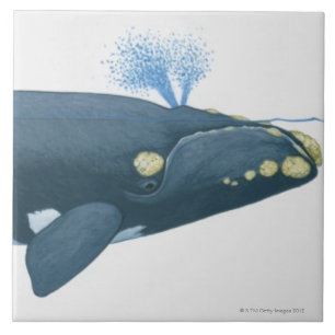 Carreau Illustration de baleine droite de North Pacific