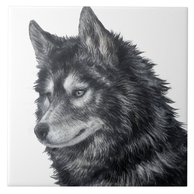 Carreau Illustration de Balto Dog (Devant)