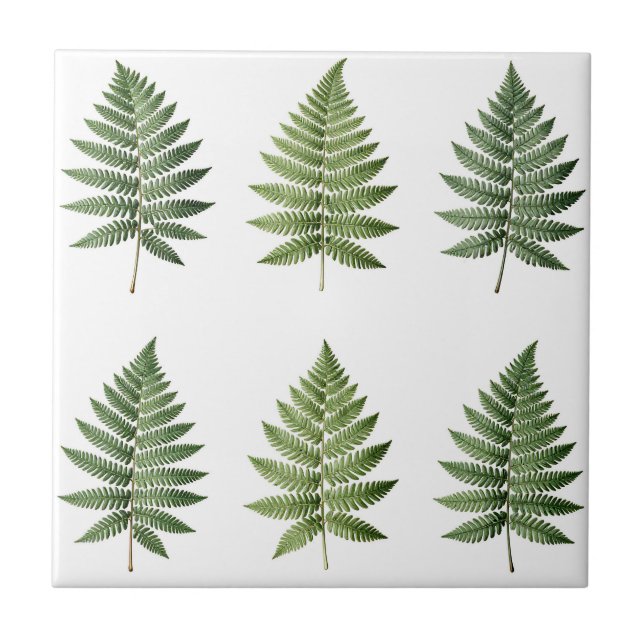 Carreau Illustration de feuilles de fougère botanique vint (Devant)