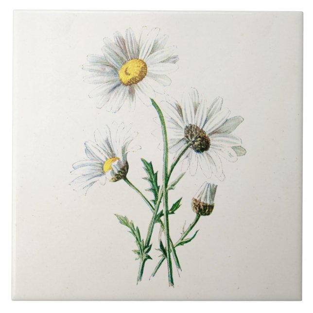 Carreau Illustration de fleur sauvage de marguerites du (Devant)