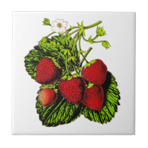 Carreau Illustration de fraise botanique sur blanc