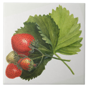 Carreau Illustration de fraise vintage