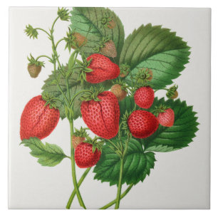 Carreau Illustration de fraise vintage