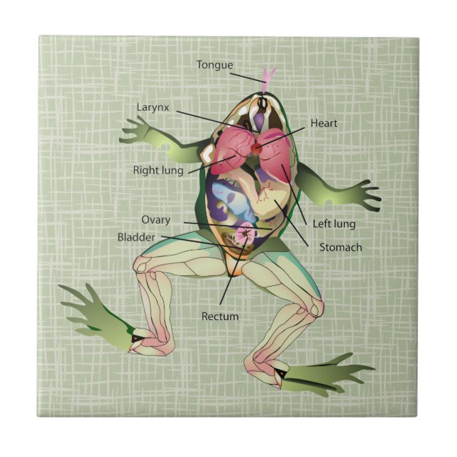 Carreau Illustration de l'anatomie de la grenouille (Devant)