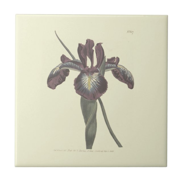 Carreau Illustration de l'iris à drapeau pyrénéen (Devant)