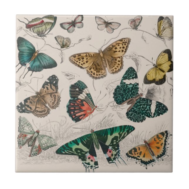 Carreau Illustration de papillon antique : 1820 Orfèvre (Devant)