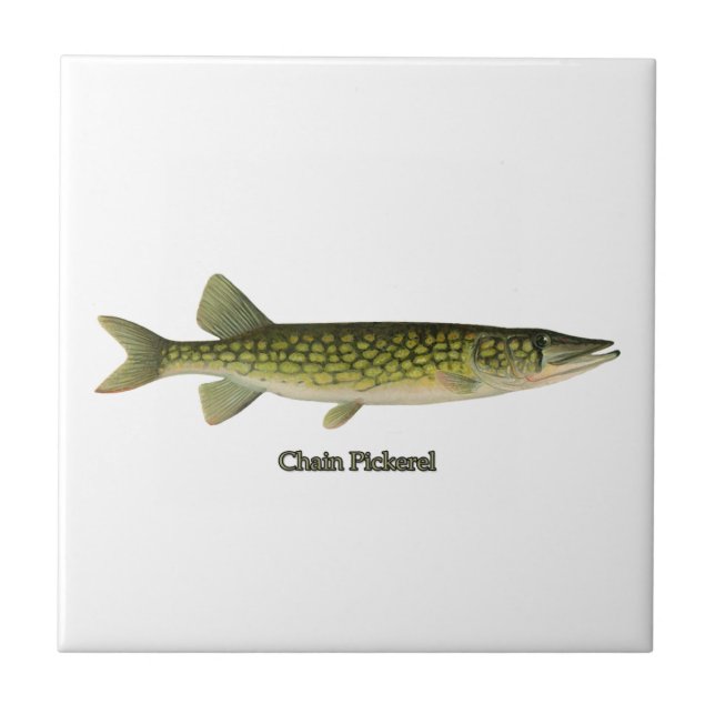 Carreau Illustration de Pickerel à chaînes (Devant)