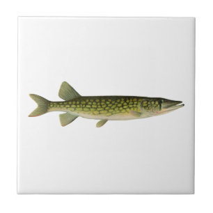 Carreau Illustration de Pickerel en chaîne