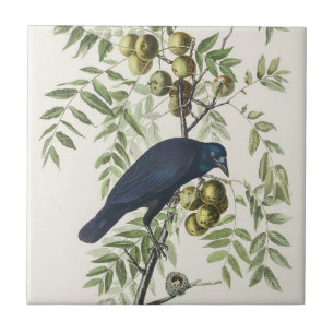 Carreau Illustration d'oiseau américain Corbeau d'Audubon