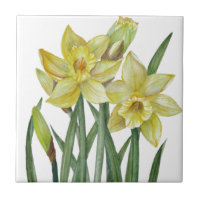 Illustration du portrait des jonquilles d'aquarell