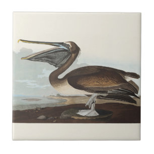 Carreau Illustration vintage d'Audubon représentant un Pél