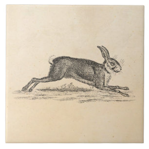 Carreau Illustration vintage de 1800s de lapin de lièvres
