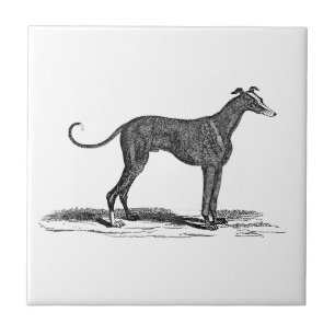 Carreau Illustration vintage de chien de lévrier de 1800s
