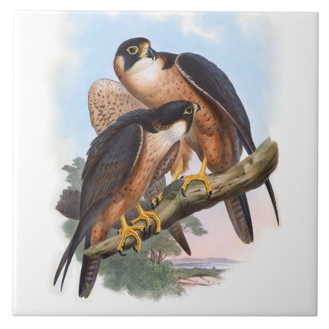 Carreau Illustration vintage de Faucon Shaheen d'oiseaux (Devant)