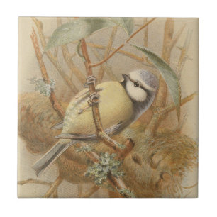 Carreau Illustration vintage de mésange bleue