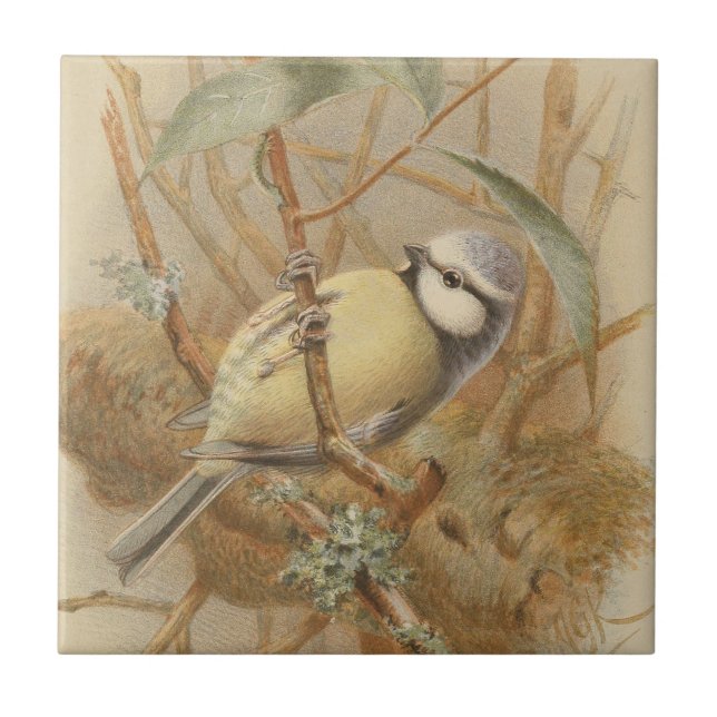 Carreau Illustration vintage de mésange bleue (Devant)