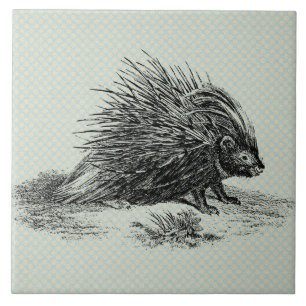 Carreau Illustration vintage de Porcupine