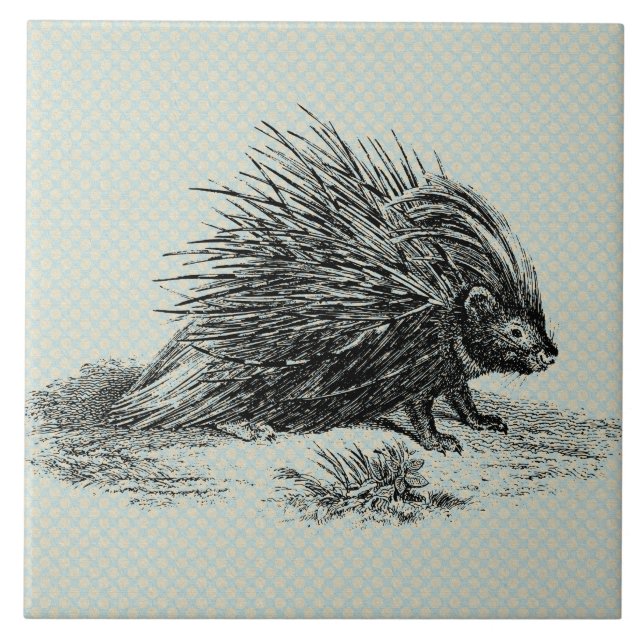 Carreau Illustration vintage de Porcupine (Devant)