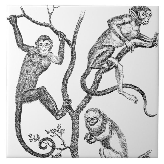 Carreau Illustration vintage de singe - singes 1800's (Devant)