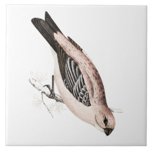 Carreau Illustration vintage d'oiseau de chanson de