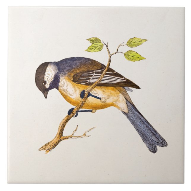 Carreau Illustration vintage d'oiseau de chanson - oiseaux (Devant)