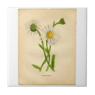 Carreau Illustrations des plantes de marguerite vintage