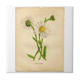 Carreau Illustrations des plantes de marguerite vintage