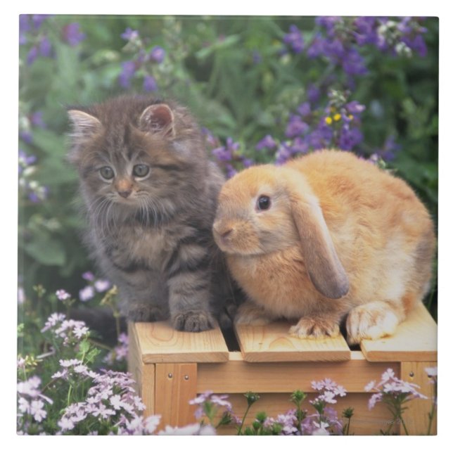 Carreau Image d'un chaton et d'une position de lapin (Devant)