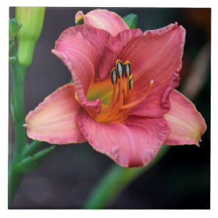 Carreau Image Jour Lily
