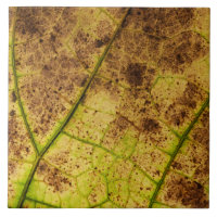 Image Macro Terre Jaune et Brown feuille