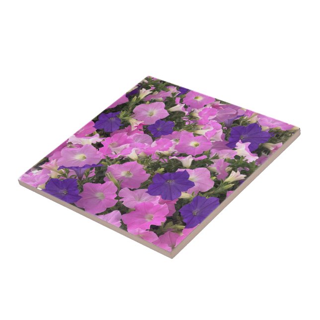 Carreau Image photo de fleurs de liseron rose et violet (Côté)
