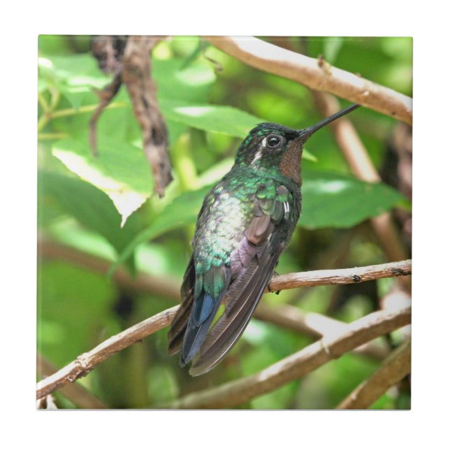 Carreau Image tropicale de colibri (Devant)