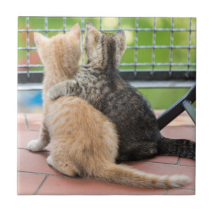 Carreau Images de Getty   deux chatons sur un balcon