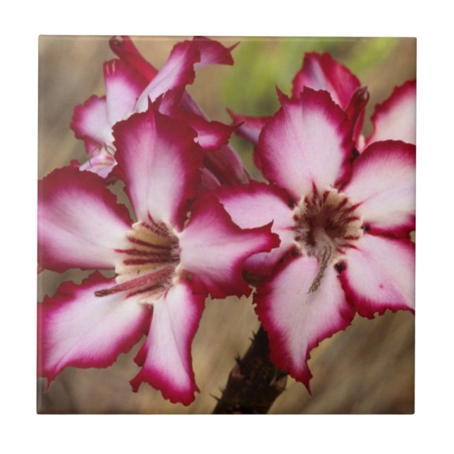 Carreau Impala Lily (Adenium Multiflorum), Kruger (Devant)
