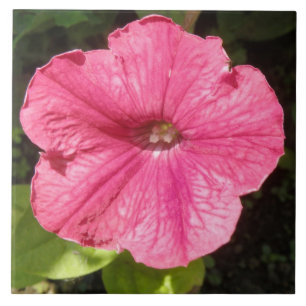 Carreau Impatiens Carrelage rose foncé