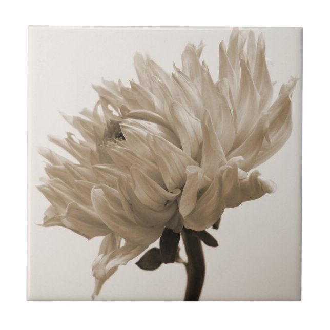 Carreau impression dahlia sepia (Devant)