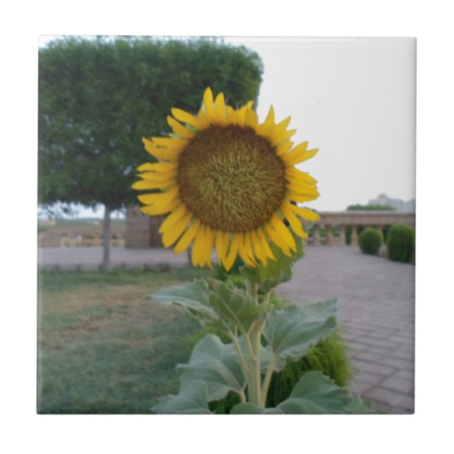 Carreau Impression d'art Tournesol (Devant)