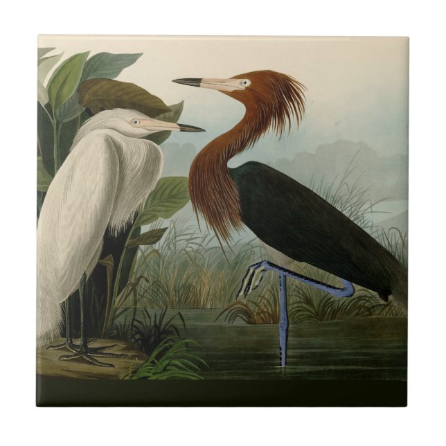Carreau Impression de Héron Pourpré d'Audubon : Art d'Oise (Devant)