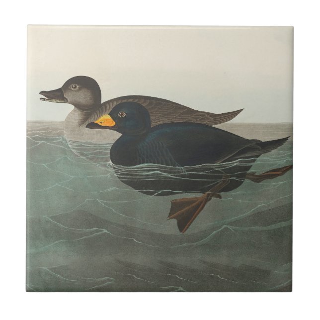 Carreau Impression de Macreuse noire d'Audubon : Canard cô (Devant)