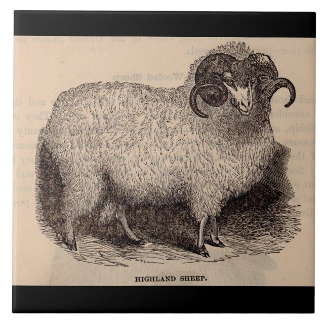 Carreau Impression de mouton Highland du 19e siècle (Devant)