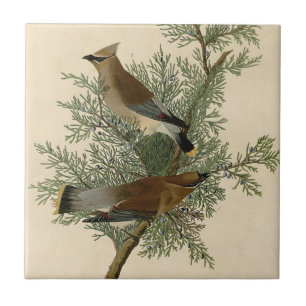 Carreau Impression d'oiseau de John James Audubon Jaseur b